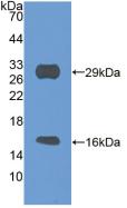 SIRT3 / Sirtuin 3 Antibody - Western Blot; Sample: Recombinant SIRT3, Mouse.