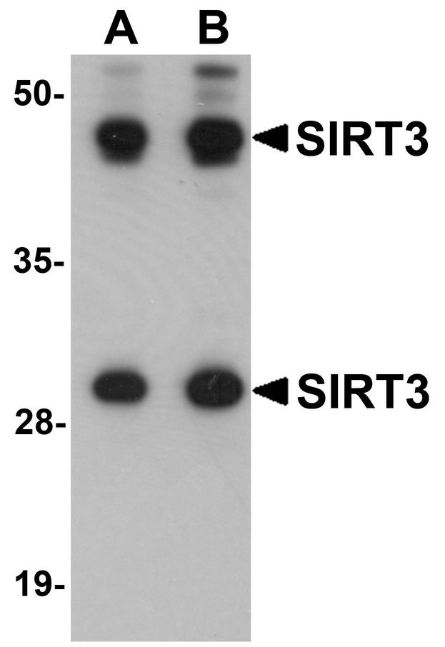 SIRT3 / Sirtuin 3 Antibody - Western blot analysis of SIRT3 in mouse heart tissue lysate with SIRT3 antibody at (A) 1 and (B) 2 ug/ml.