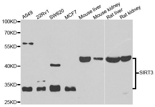 SIRT3 / Sirtuin 3 Antibody - Western blot analysis of extracts of various cell lines.