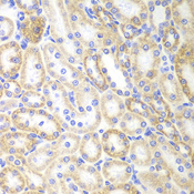 SIRT3 / Sirtuin 3 Antibody - Immunohistochemistry of paraffin-embedded rat kidney tissue.