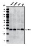 SIRT3 / Sirtuin 3 Antibody - Western blot of various cell extracts using SIRT 3 (Sirtuin 3, Sir2-related Protein Type 3, Sir2-like 3).