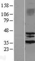 SIRT3 / Sirtuin 3 Protein - Western validation with an anti-DDK antibody * L: Control HEK293 lysate R: Over-expression lysate