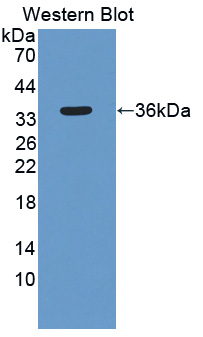 SIRT4 / Sirtuin 4 Antibody - Western blot of SIRT4 / Sirtuin 4 antibody.