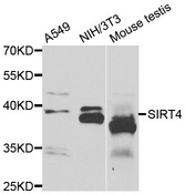 SIRT4 / Sirtuin 4 Antibody - Western blot of extracts of various cell lines, using SIRT4 antibody.