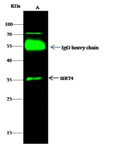 SIRT4 / Sirtuin 4 Antibody - SIRT4 was immunoprecipitated using: Lane A: 0.5 mg Jurkat Whole Cell Lysate. 0.5 uL anti-SIRT4 rabbit polyclonal antibody and 60 ug of Immunomagnetic beads Protein G. Primary antibody: Anti-SIRT4 rabbit polyclonal antibody, at 1:500 dilution. Secondary antibody: Dylight 800-labeled antibody to rabbit IgG (H+L), at 1:5000 dilution. Developed using the odssey technique. Performed under reducing conditions. Predicted band size: 35 kDa. Observed band size: 35 kDa.