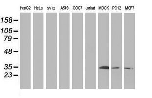 SIRT5 / Sirtuin 5 Antibody - Western blot of extracts (35 ug) from 9 different cell lines by using anti-SIRT5 monoclonal antibody (HepG2: human; HeLa: human; SVT2: mouse; A549: human; COS7: monkey; Jurkat: human; MDCK: canine; PC12: rat; MCF7: human).