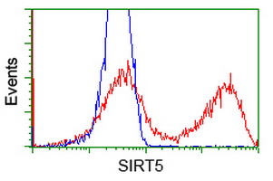 SIRT5 / Sirtuin 5 Antibody - HEK293T cells transfected with either overexpress plasmid (Red) or empty vector control plasmid (Blue) were immunostained by anti-SIRT5 antibody, and then analyzed by flow cytometry.