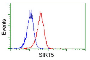 SIRT5 / Sirtuin 5 Antibody - Flow cytometry of Jurkat cells, using anti-SIRT5 antibody (Red), compared to a nonspecific negative control antibody (Blue).