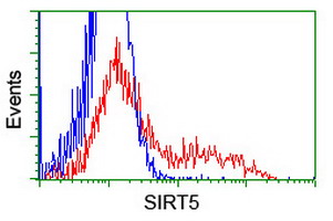 SIRT5 / Sirtuin 5 Antibody - HEK293T cells transfected with either overexpress plasmid (Red) or empty vector control plasmid (Blue) were immunostained by anti-SIRT5 antibody, and then analyzed by flow cytometry.