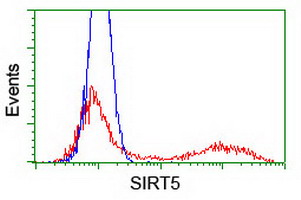 SIRT5 / Sirtuin 5 Antibody - HEK293T cells transfected with either overexpress plasmid (Red) or empty vector control plasmid (Blue) were immunostained by anti-SIRT5 antibody, and then analyzed by flow cytometry.