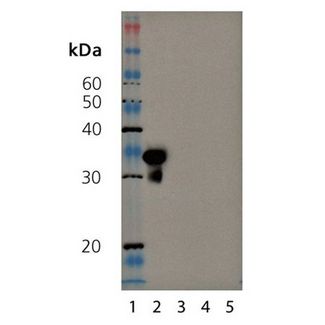 SIRT5 / Sirtuin 5 Antibody - Western blot of SIRT5polyclonal antibody: Lane 1: MW marker, Lane 2: SIRT5 (human), (recombinant) (His-tag), Lane 3: SIRT3 (human), (recombinant) (His-tag), Lane 4: SIRT2 (human), (recombinant) (His-tag), Lane 5: SIRT1 (human), (recombinant) (His-tag).