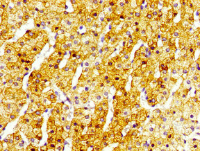 SIRT5 / Sirtuin 5 Antibody - Immunohistochemistry image of paraffin-embedded human adrenal gland tissue at a dilution of 1:100