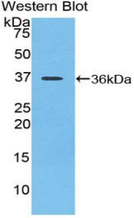 SIRT6 / Sirtuin 6 Antibody - Western blot of recombinant SIRT6 / Sirtuin 6.  This image was taken for the unconjugated form of this product. Other forms have not been tested.