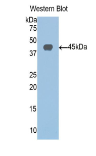 SIRT6 / Sirtuin 6 Antibody - Western blot of recombinant SIRT6 / Sirtuin 6.  This image was taken for the unconjugated form of this product. Other forms have not been tested.
