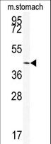 SIRT6 / Sirtuin 6 Antibody - Western blot of SIRT6 Antibody in mouse stomach tissue lysates (35 ug/lane). SIRT6 (arrow) was detected using the purified antibody.