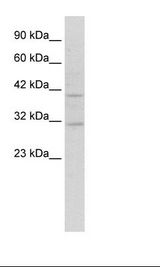 SIRT6 / Sirtuin 6 Antibody - HepG2 Cell Lysate.  This image was taken for the unconjugated form of this product. Other forms have not been tested.