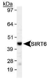 SIRT6 / Sirtuin 6 Antibody - Detection of SIRT6 in HeLa whole cell lysate.  This image was taken for the unconjugated form of this product. Other forms have not been tested.