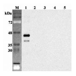 SIRT6 / Sirtuin 6 Antibody - Western blot analysis using anti-Sirtuin 6 (human), pAb at 1:2000 dilution. 1: Human Sirtuin 6 (intact form) (His-tagged). 2: Human Sirtuin 1 (His-tagged). 3: Human Sirtuin 2 (His-tagged). 4: Human Sirtuin 5 (His-tagged). 5: Mouse IDO (His-tagged) (negative control).