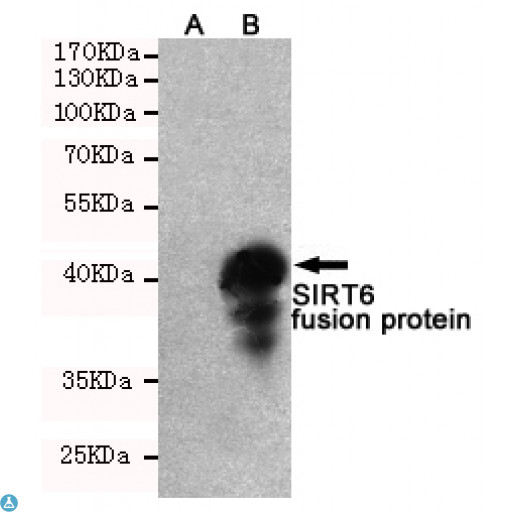 SIRT6 / Sirtuin 6 Antibody - Western blot analysis of extracts from CHO-K1 cells, transfected with pcDNA3. 1-FLAG vector (A) or transfected with pcDNA3. 1-FLAG-SIRT6 construct (B) , using SIRT6 mouse mAb (1:500 diluted).