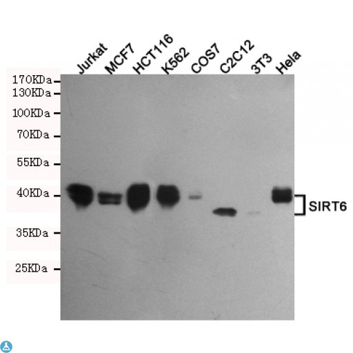 SIRT6 / Sirtuin 6 Antibody - Western blot analysis of extracts from Jurkat, MCF7, HCT116, K562, COS7, C2C12, 3T3 and Hela cell lysates using SIRT6 mouse mAb (1:500 diluted). Predicted band size: 42, 36KDa. Observed band size: 42, 36KDa.
