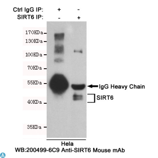 SIRT6 / Sirtuin 6 Antibody - Immunoprecipitation analysis of Hela cell lysates using SIRT6 mouse mAb.