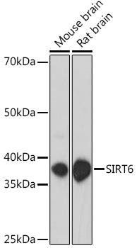 SIRT6 / Sirtuin 6 Antibody - Western blot analysis of extracts of various cell lines using SIRT6 Polyclonal Antibody at dilution of 1:1000.