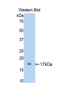 SIRT7 / Sirtuin 7 Antibody - Western blot of recombinant SIRT7 / Sirtuin 7.  This image was taken for the unconjugated form of this product. Other forms have not been tested.