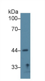 SIRT7 / Sirtuin 7 Antibody - Western Blot; Sample: Rat Lung lysate; Primary Ab: 2µg/ml Rabbit Anti-Rat SIRT7 Antibody Second Ab: 0.2µg/mL HRP-Linked Caprine Anti-Rabbit IgG Polyclonal Antibody