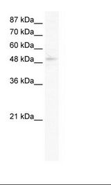SIRT7 / Sirtuin 7 Antibody - Jurkat Cell Lysate.  This image was taken for the unconjugated form of this product. Other forms have not been tested.
