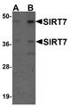 SIRT7 / Sirtuin 7 Antibody - Western blot analysis of SIRT7 in 293 cell lysate with SIRT7 antibody at (A) 0.5 and (B) 1 ug/ml.