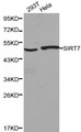 SIRT7 / Sirtuin 7 Antibody - Western blot of SIRT7 pAb in extracts from 293T and Hela cells.