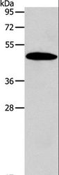 SIRT7 / Sirtuin 7 Antibody - Western blot analysis of Mouse liver tissue, using SIRT7 Polyclonal Antibody at dilution of 1:600.