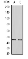 SIRT7 / Sirtuin 7 Antibody - Western blot analysis of SIRT7 expression in HEK293T (A); HeLa (B) whole cell lysates.