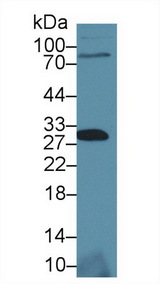 SIT1 Antibody - Western Blot; Sample: Mouse Liver lysate; Primary Ab: 1µg/ml Rabbit Anti-Human SHBG Antibody Second Ab: 0.2µg/mL HRP-Linked Caprine Anti-Rabbit IgG Polyclonal Antibody