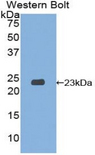 SIT1 Antibody - Western blot of recombinant SIT1.  This image was taken for the unconjugated form of this product. Other forms have not been tested.