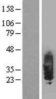 SIT1 Protein - Western validation with an anti-DDK antibody * L: Control HEK293 lysate R: Over-expression lysate