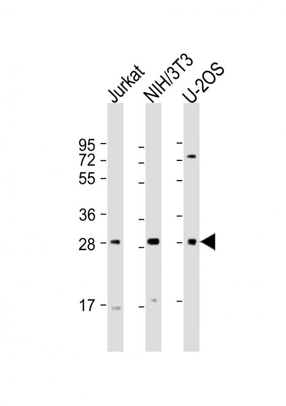 SIX1 Antibody - All lanes: Anti-SIX1 Antibody (Center) at 1:2000 dilution. Lane 1: Jurkat whole cell lysate. Lane 2: NIH/3T3 whole cell lysate. Lane 3: U-2OS whole cell lysate Lysates/proteins at 20 ug per lane. Secondary Goat Anti-Rabbit IgG, (H+L), Peroxidase conjugated at 1:10000 dilution. Predicted band size: 32 kDa. Blocking/Dilution buffer: 5% NFDM/TBST.