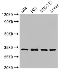 SIX1 Antibody - Positive WB detected in:LO2 whole cell lysate,PC3 whole cell lysate,NIH/3T3 whole cell lysate,Rat liver tissue;All lanes:SIX1 antibody at 2.7?g/ml;Secondary;Goat polyclonal to rabbit IgG at 1/50000 dilution;Predicted band size: 33 KDa;Observed band size: 33 KDa;