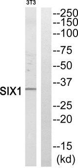SIX1 Antibody - Western blot analysis of extracts from NIH/3T3 cells, using SIX1 antibody.