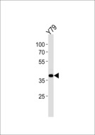 SIX3 Antibody - SIX3 Antibody western blot of Y79 cell line lysates (35 ug/lane). The SIX3 antibody detected the SIX3 protein (arrow).