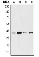 SIX3 Antibody - Western blot analysis of SIX3 expression in HeLa (A); Jurkat (B); Raw264.7 (C); PC12 (D) whole cell lysates.