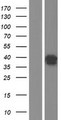 SIX3 Protein - Western validation with an anti-DDK antibody * L: Control HEK293 lysate R: Over-expression lysate