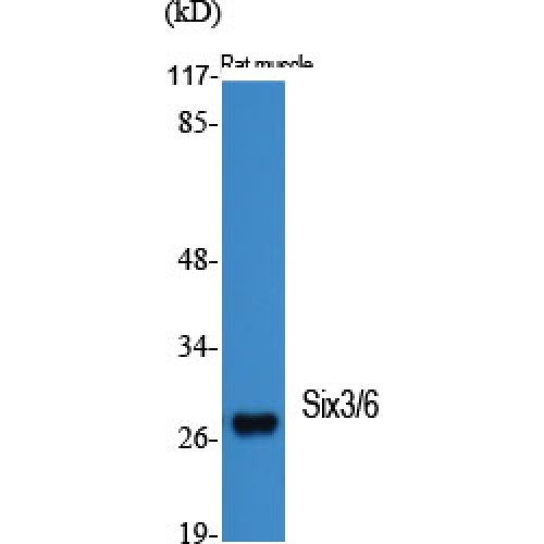 SIX3 + SIX6 Antibody - Western blot of Six3/6 antibody