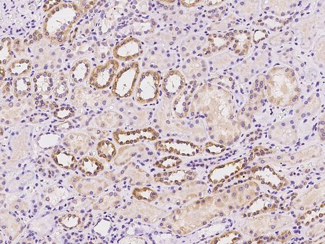 SIX4 Antibody - Immunochemical staining of human SIX4 in human kidney with rabbit polyclonal antibody at 1:100 dilution, formalin-fixed paraffin embedded sections.