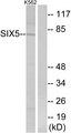SIX5 Antibody - Western blot analysis of extracts from K562 cells, using SIX5 antibody.