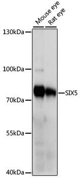 SIX5 Antibody - Western blot analysis of extracts of various cell lines using SIX5 Polyclonal Antibody at dilution of 1:1000.