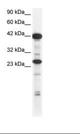SIX6 Antibody - Jurkat Cell Lysate.  This image was taken for the unconjugated form of this product. Other forms have not been tested.