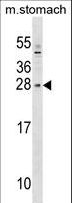 SIX6 Antibody - SIX6 Antibody western blot of mouse stomach tissue lysates (35 ug/lane). The SIX6 antibody detected the SIX6 protein (arrow).