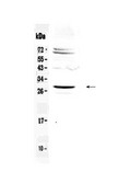 SIX6 Antibody - Western blot analysis of SIX6 using anti-SIX6 antibody. Electrophoresis was performed on a 5-20% SDS-PAGE gel at 70V (Stacking gel) / 90V (Resolving gel) for 2-3 hours. The sample well of each lane was loaded with 50ug of sample under reducing conditions. Lane 1: human Hela whole cell lysate. After Electrophoresis, proteins were transferred to a Nitrocellulose membrane at 150mA for 50-90 minutes. Blocked the membrane with 5% Non-fat Milk/ TBS for 1.5 hour at RT. The membrane was incubated with rabbit anti-SIX6 antigen affinity purified polyclonal antibody at 0.5 µg/mL overnight at 4°C, then washed with TBS-0.1% Tween 3 times with 5 minutes each and probed with a goat anti-rabbit IgG-HRP secondary antibody at a dilution of 1:10000 for 1.5 hour at RT. The signal is developed using an Enhanced Chemiluminescent detection (ECL) kit with Tanon 5200 system. A specific band was detected for SIX6 at approximately 28KD. The expected band size for SIX6 is at 28KD.
