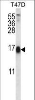 SKA2 Antibody - SKA2 Antibody western blot of T47D cell line lysates (35 ug/lane). The SKA2 antibody detected the SKA2 protein (arrow).